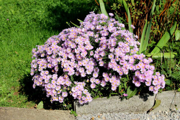 Springtime Flower and Vegetable Planting Tips - R & S Landscaping 505-271-8419 b