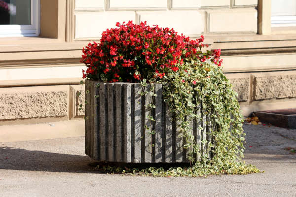 Springtime Flower and Vegetable Planting Tips - R & S Landscaping 505-271-8419 b