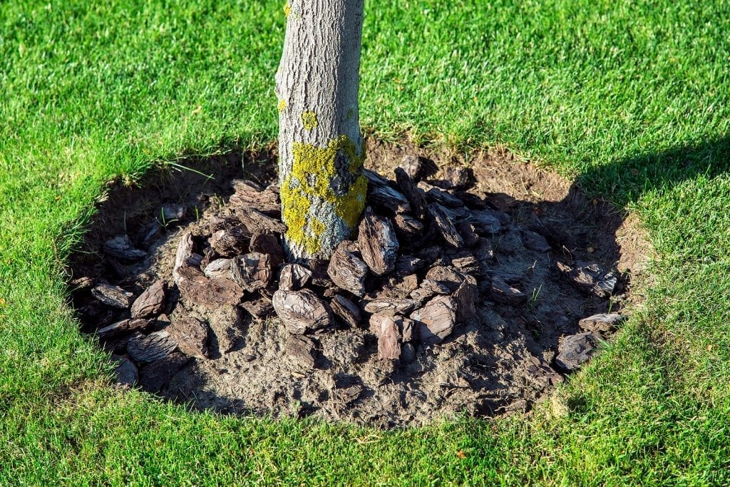 Albuquerque Tree Winter Watering Strategies by R & S Landscaping 505-271-8419 d