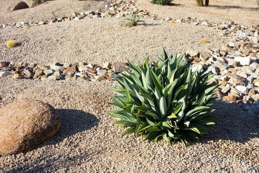Albuquerque Xeriscaping