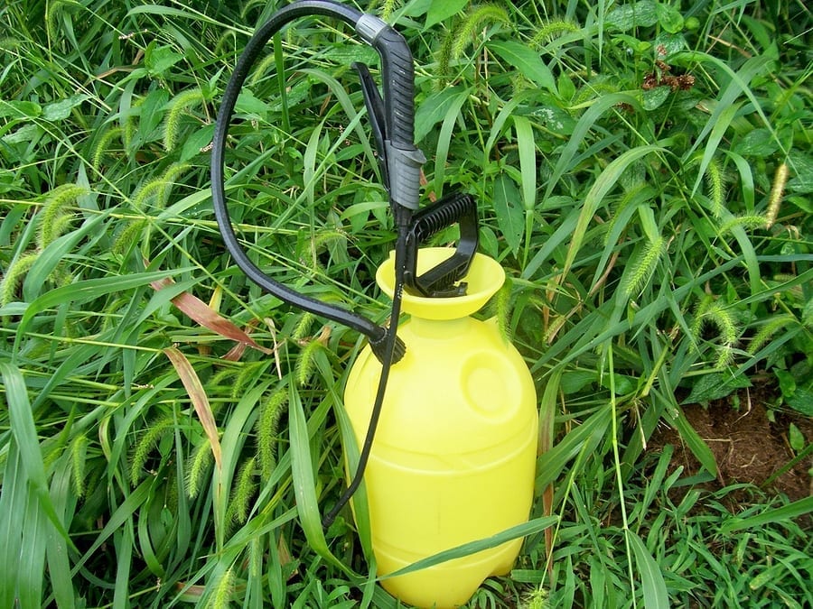 Albuquerque Weed Control Strategies to Win the Weed Wars - Part One by R & S Landscaping 505-271-8419