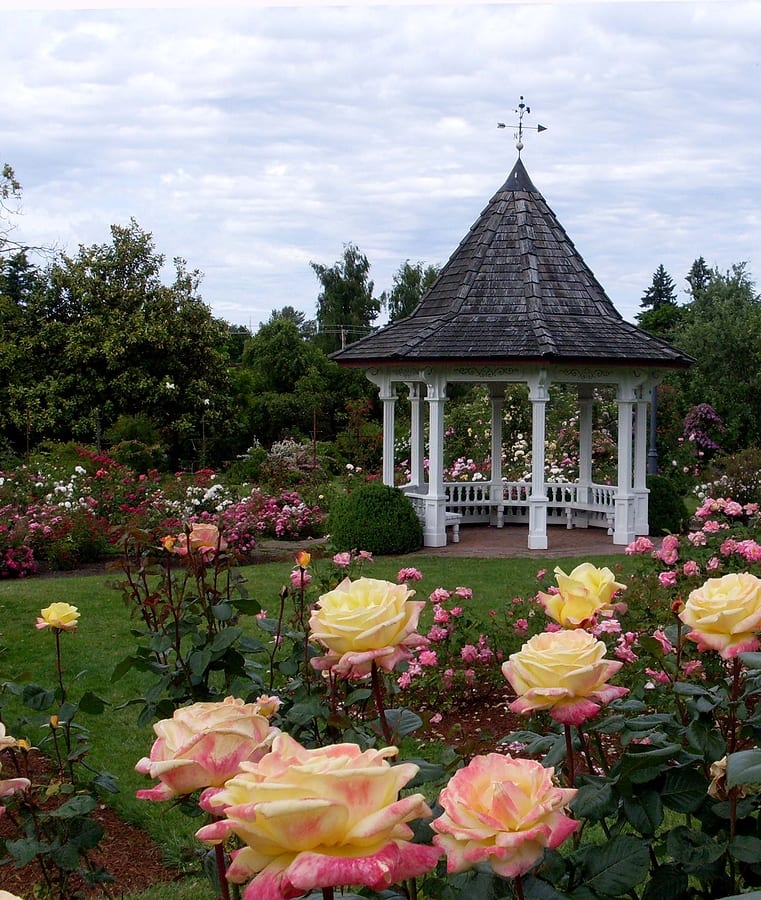 Albuquerque Landscaping with Roses A Guide for Gardeners by R & S Landscaping 505-271-8419