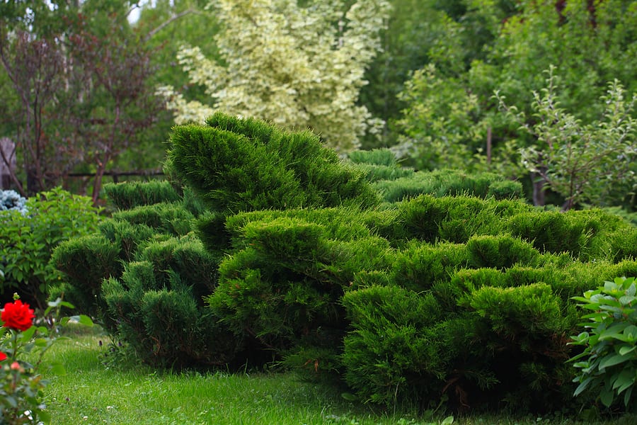 Albuquerque Landscaping with Bushes by R & S Landscaping rslandscapinginc.com 505-271-8419 a