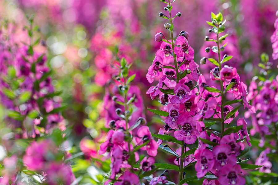 Six Great Annuals You Need to Plant in Your Albuquerque Yard R & S Landscaping Angelonias