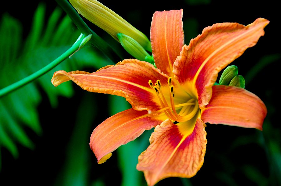 Stunning Perennials for your Albuquerque Garden by R & S Landscaping 505-271-8419 a