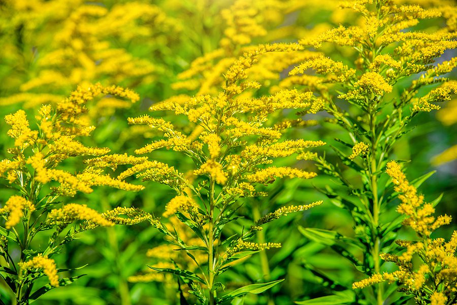 Top Fall Perennials for your Albuquerque Garden by R & S Landscaping 505-271-8419 b