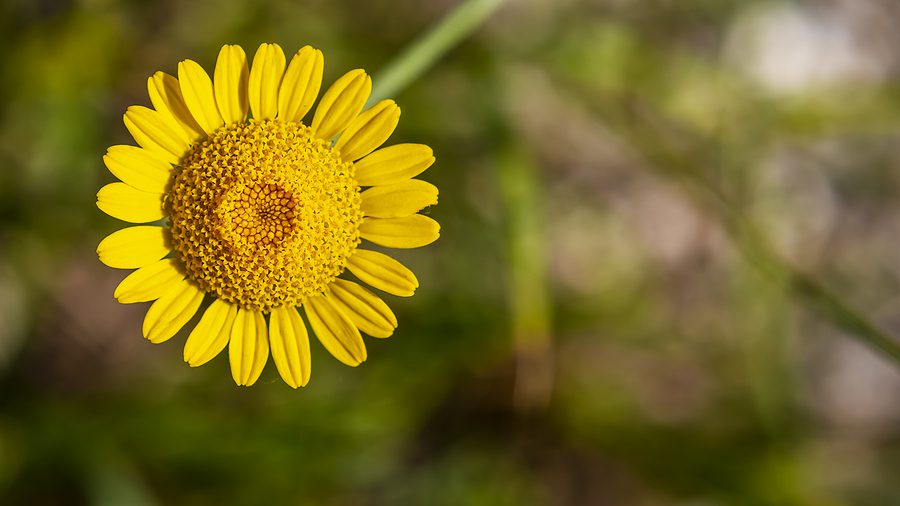 Top Fall Perennials for your Albuquerque Garden by R & S Landscaping 505-271-8419 b