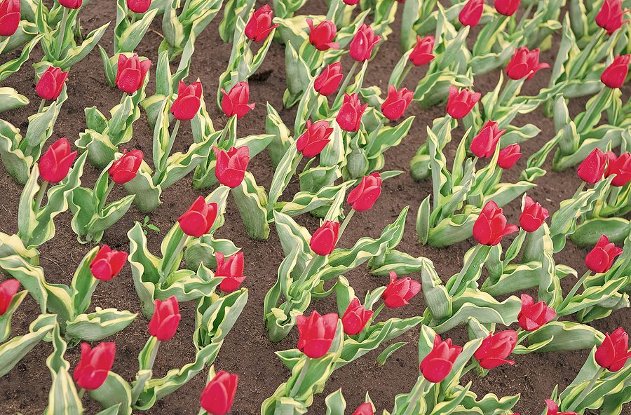 Top Tips for Successful Fall Albuquerque Tulip Planting by R & S Landscaping 505-271-8419