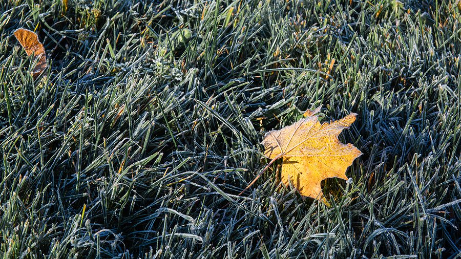 Albuquerque Winter Lawn Fertilizing Tips by R & S Landscaping 505-271-8419
