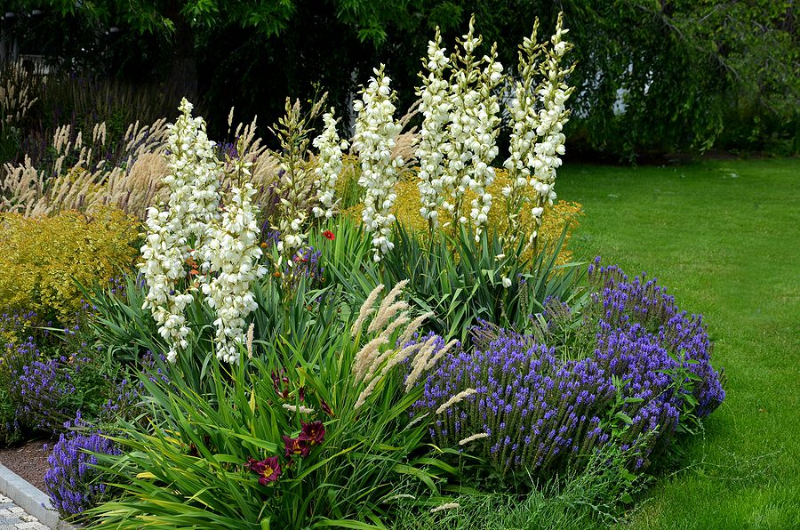 Albuquerque Gardening with Perennials - Here's How by R & S Landscaping 505-271-8419