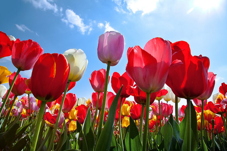 Albuquerque Landscaping with Tulips by R & S Landscaping 505-271-8419