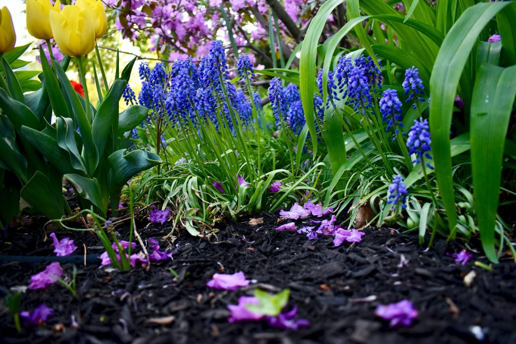 Albuquerque Landscaping Garden Winterize Steps Every Homeowner Should Follow Photo Credit faith-crabtree-Kmlfiddwj9M on unsplash.com