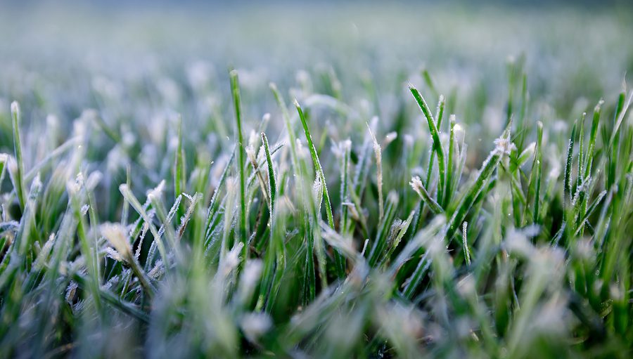 Top Steps to Follow to Put Your Albuquerque Garden to Bed for Winter