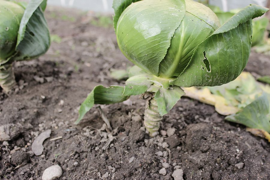 Albuquerque Winter Gardening Success Tips You Need to Know by R & S Landscaping