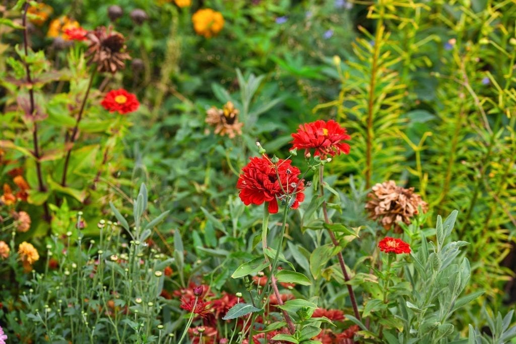 Steps to Follow to Continue Growing Your Albuquerque Garden in the Winter by R & S Landscaping