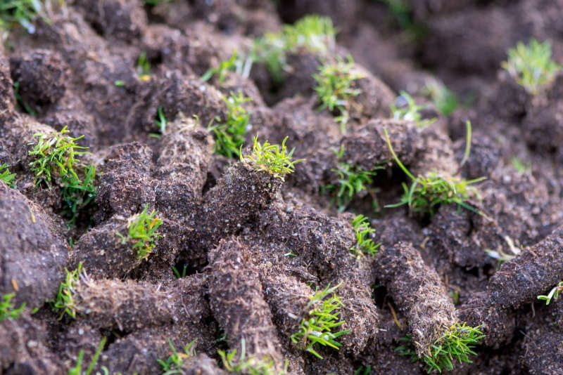 Albuquerque Lawn Aeration Benefits and Best Time to Get it Done by R & S Landscaping