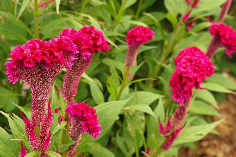 Top Annual Flowers for 2023 and Why Setting Up A Drip Irrigaiton System To Water Them is a Smart Move by R & S Landscaping