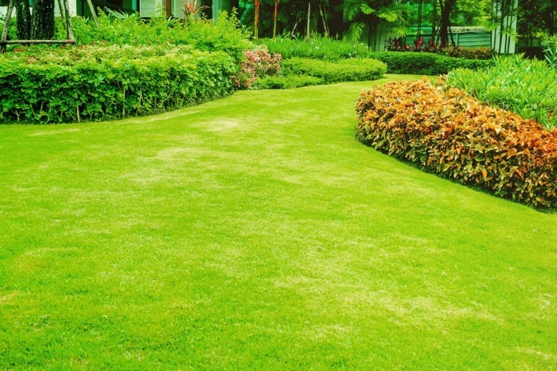Albuquerque Lawn Tips - To Sod or Seed, that is the Question