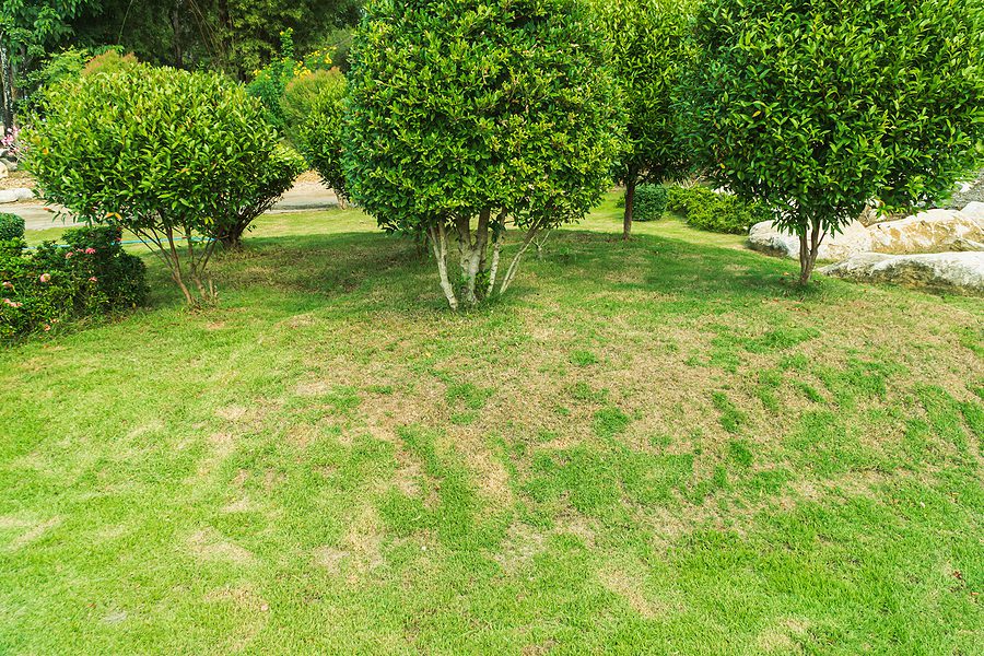 Albuquerque Lawn Diseases and Mold Eradication Action Plan