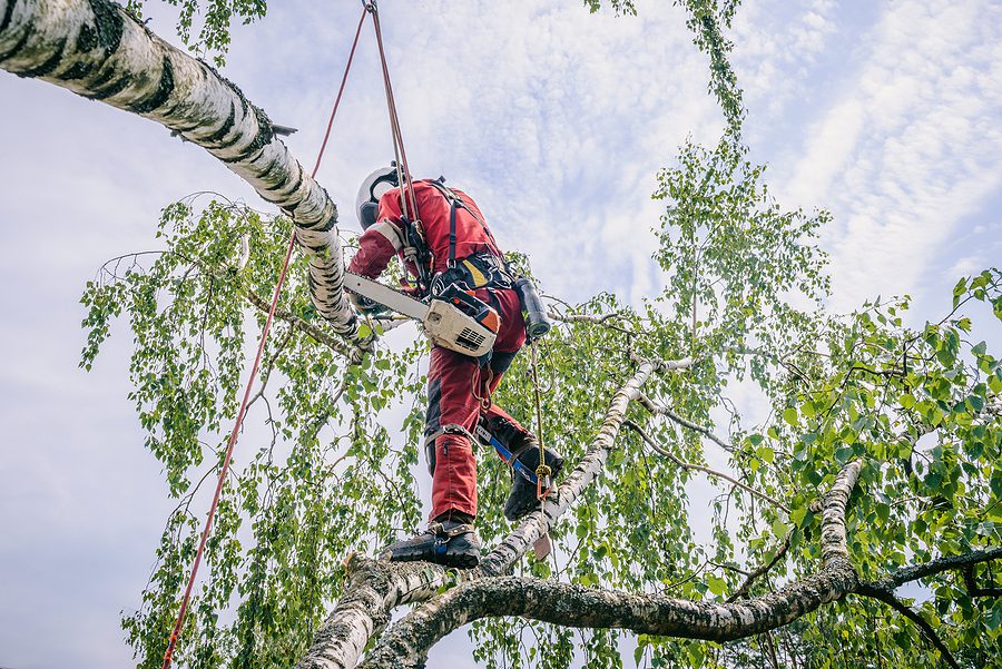 Top Unsafe Tree Signs to Look for In Albuquerque