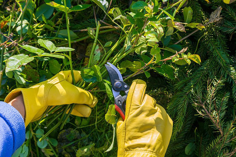 Basic Gardening Tips Every Homeowner Needs to Know