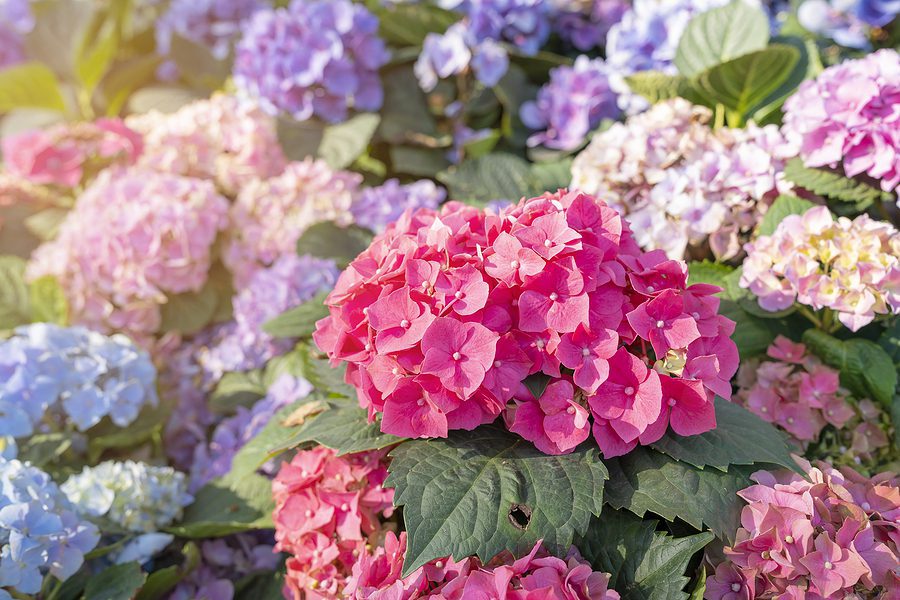 Albuquerque Landscaping Plant Selection - Part One